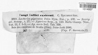 Lactifluus piperatus image